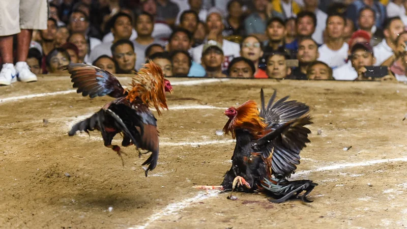 Live Cockfighting Sabong Streams